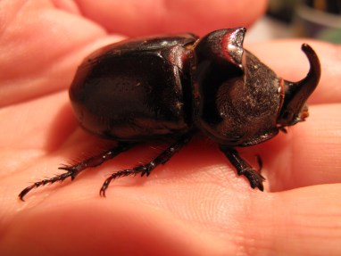 escaravelhorinoceronte1849